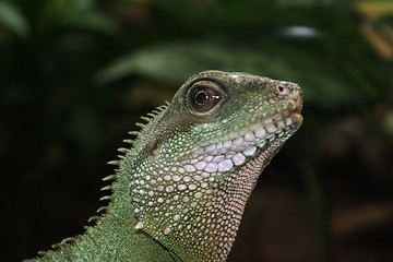 Image showing close-up of an iguana