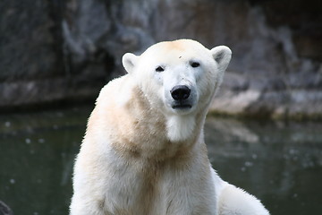 Image showing polar bear