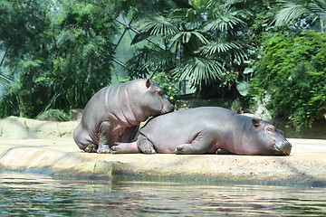 Image showing two sleeping hippopotamus