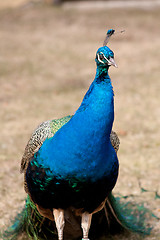 Image showing peacock