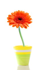 Image showing flower in pot