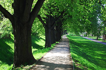 Image showing summer tree alley