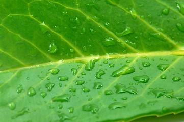 Image showing leaf with water drops after rain