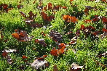 Image showing grass texture with leaves in autumn