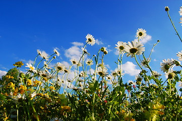 Image showing daisy flowers in summer