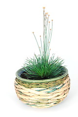 Image showing potted plant
