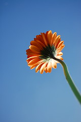 Image showing Gerbera daisy