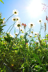 Image showing daisy flower in summer with blue sky