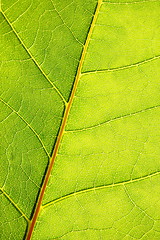 Image showing structure and texture of green leaf