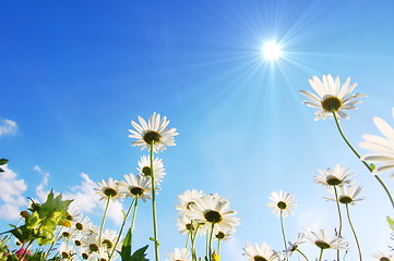 Image showing daisy flower under blue sky