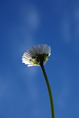 Image showing daisy under blue sky