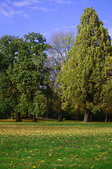 Image showing fall in the park with green trees under blue sky