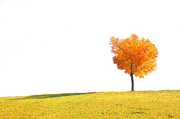 Image showing tree in autumn