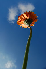 Image showing Gerbera daisy