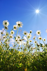 Image showing daisy flower from below with blue sky