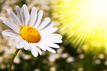 Image showing daisy flower on a summer field