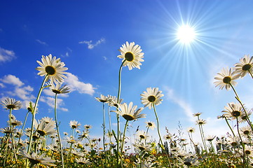 Image showing daisy flower in summer