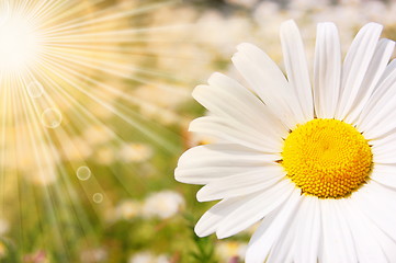 Image showing flower and sun