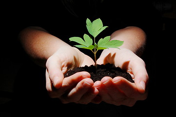 Image showing young plant with soil in hands