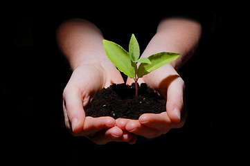 Image showing hands soil and plant showing growth