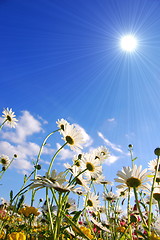 Image showing flowers on meadow in summer