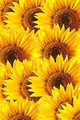 Image showing sunflower background