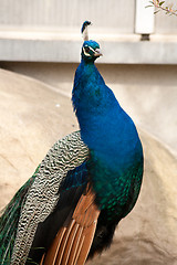 Image showing peacock