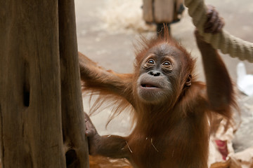 Image showing orang-utan