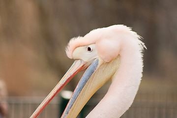 Image showing head of a pelican