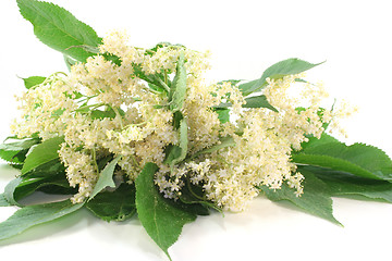 Image showing Elderflower