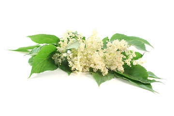 Image showing Elderflower