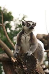 Image showing ring-tailed lemur