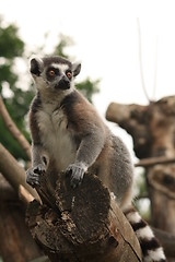 Image showing ring-tailed lemur