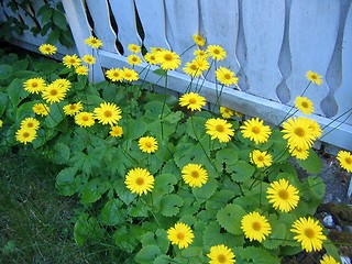 Image showing Chrysanthemum