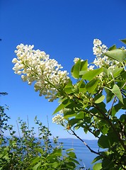 Image showing White lilac