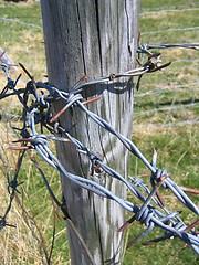 Image showing Barb wire