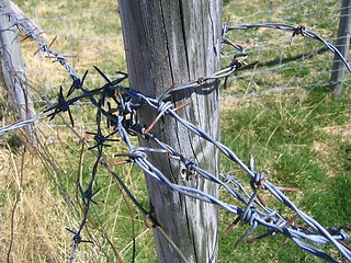 Image showing Barb wire