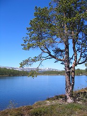 Image showing Pine by lake