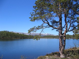 Image showing Pine by lake