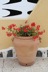 Image showing Geranium in pot