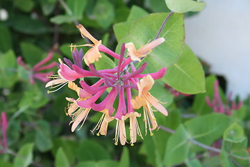 Image showing Honeysuckle