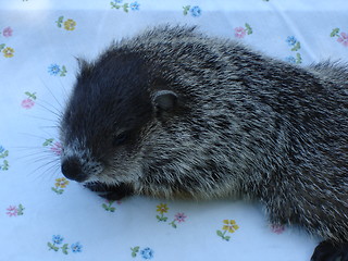 Image showing Woodchuck