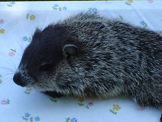 Image showing Woodchuck