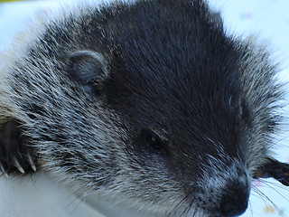 Image showing Woodchuck