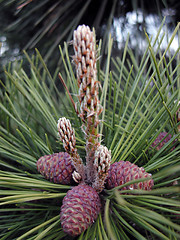 Image showing Pine close-up