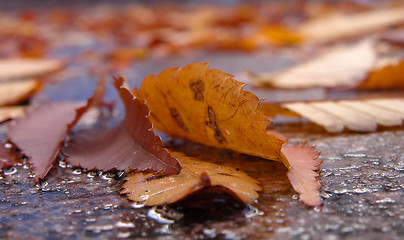 Image showing Autumn street detail