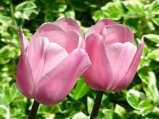 Image showing 2 pink tulips-2