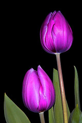 Image showing 2 purple tulip buds