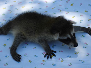 Image showing Baby Raccoon