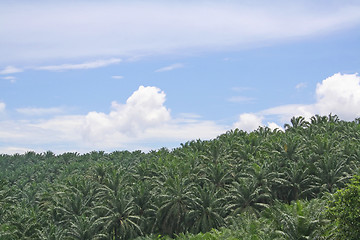 Image showing Palm oil plantation